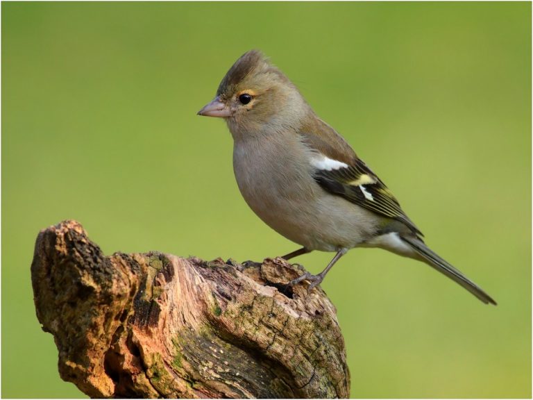 Le Pinson des arbres Maison de Santé Marie Galène